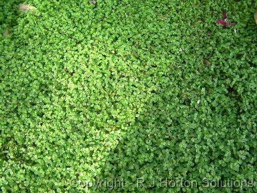 Babies tears (Soleirolia solierolii) 